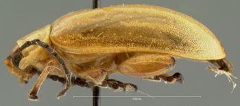 Media type: image; Entomology 19108   Aspect: habitus lateral view